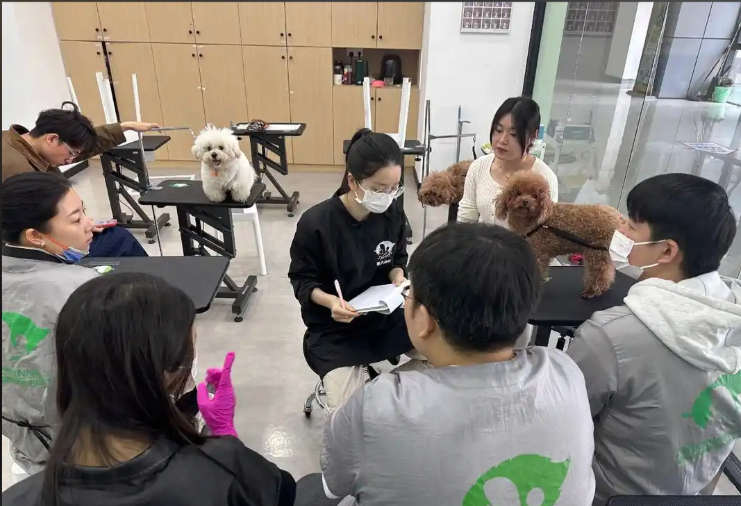 晋中市宠物剪毛宠物美容培训学校 - 方案